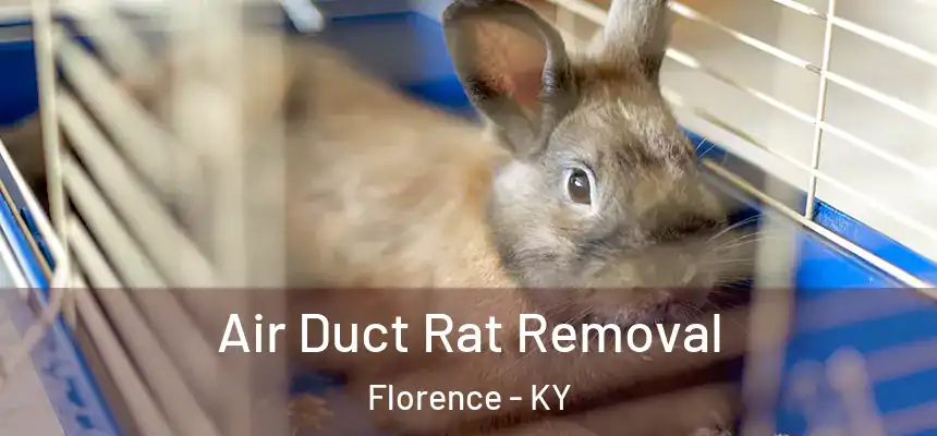 Air Duct Rat Removal Florence - KY